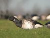 Pale-bellied Brent Goose at Paglesham Lagoon (Steve Arlow) (70123 bytes)